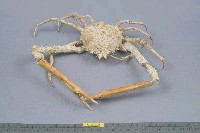 雙裂牛角蟹藏品圖，第3張
